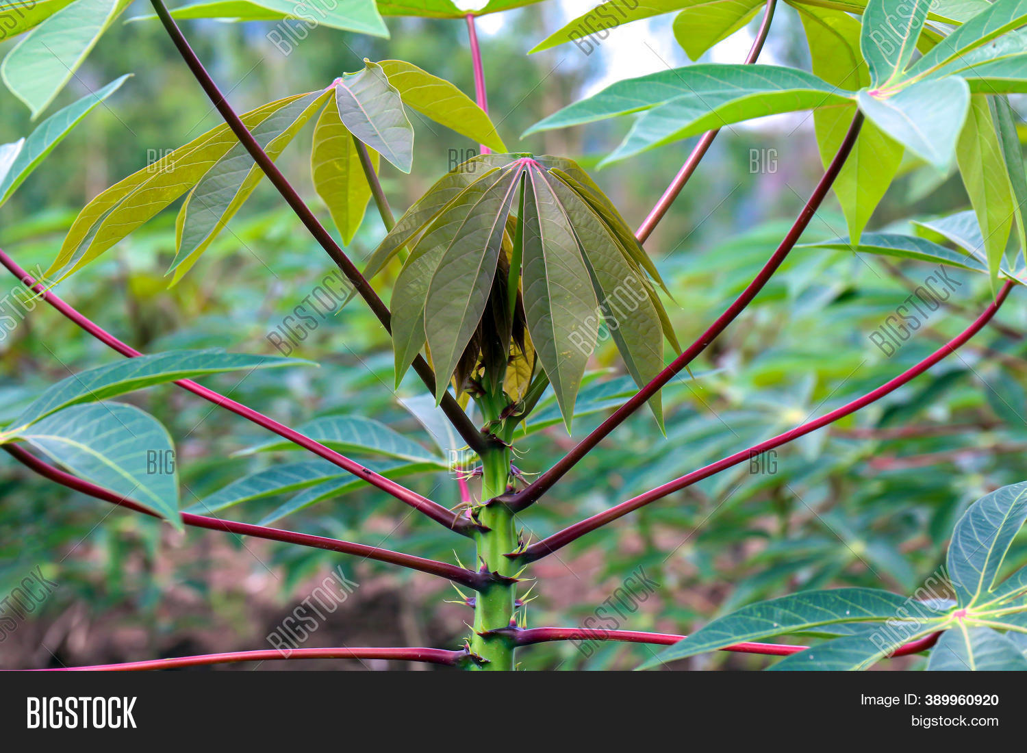 Cassava Tree Leaf, Image & Photo (Free Trial) | Bigstock