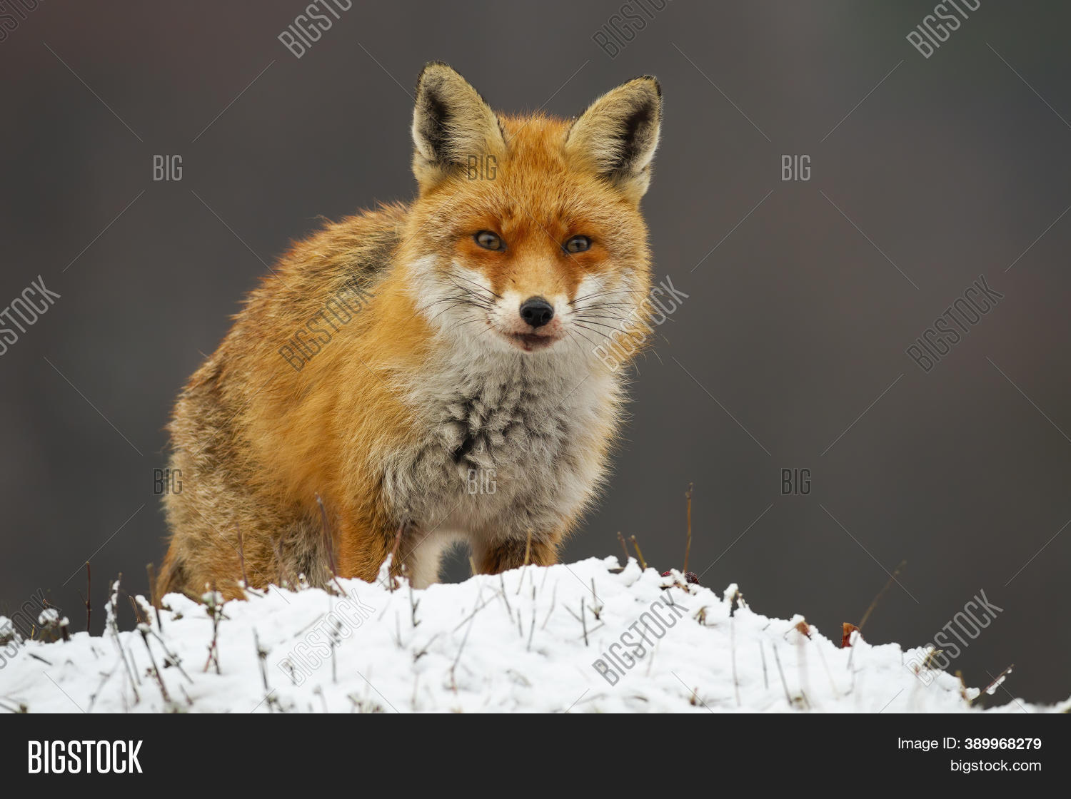 Dangerous Red Fox Image & Photo (Free Trial) Bigstock