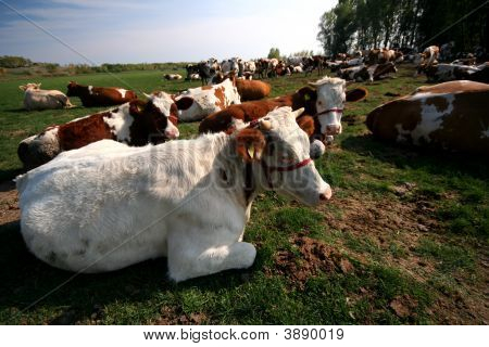 Cows