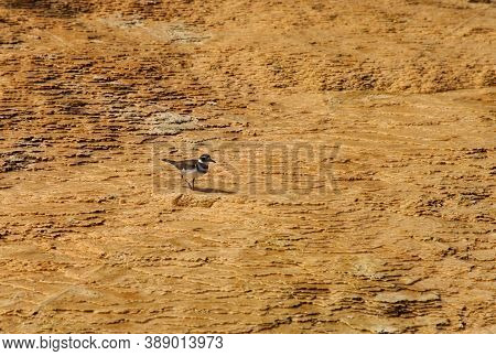Killdeer (charadrius Vociferus) In Palette Spring (lower Terraces) At Yellowstone National Park, Wyo