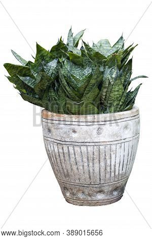 Hahnii, Bowstring Hemp, Devil Tongue, Mother-in-law's Tongue Or Snake Plant  In Pot Isolated On Whit