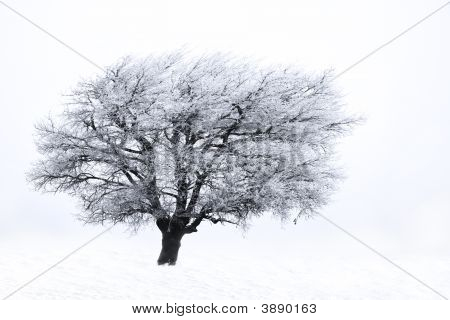Frozen Tree