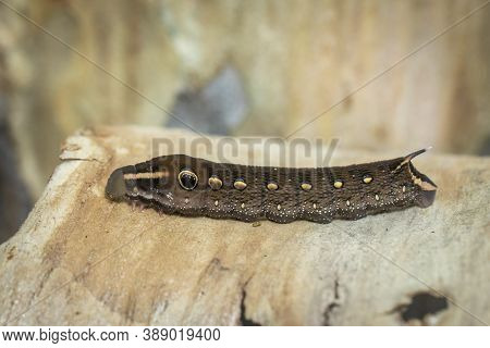 Image Of Brown Caterpillar On A Natural Background. Insect. Brown Worm. Animal.