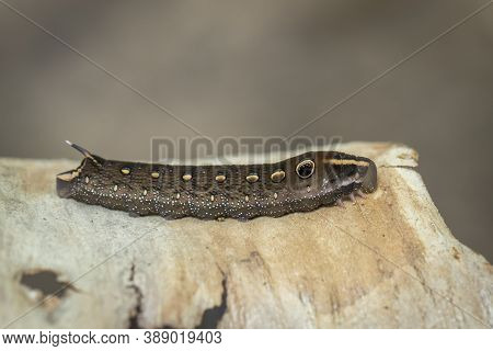 Image Of Brown Caterpillar On A Natural Background. Insect. Brown Worm. Animal.