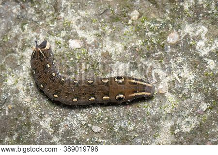 Image Of Brown Caterpillar On The Floor. Insect. Brown Worm. Animal.