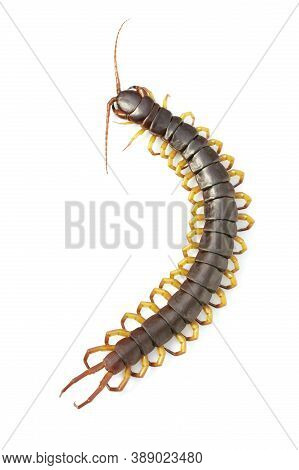 Image Of Centipedes Or Chilopoda Isolated On White Background. Animal. Poisonous Animals.