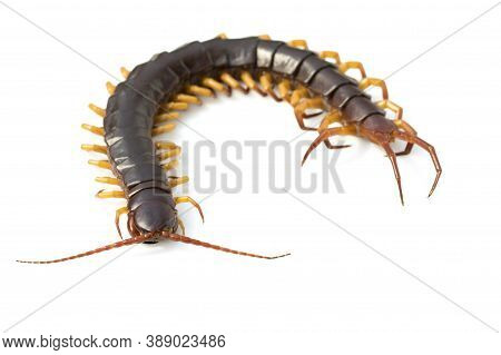 Image Of Centipedes Or Chilopoda Isolated On White Background. Animal. Poisonous Animals.