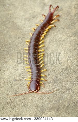 Image Of Centipedes Or Chilopoda On The Ground. Animal. Poisonous Animals.
