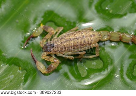 Close Up Macro Yellow Or Brown Scorpion On Green Leaf. Small Animal Is Poisonous Reptile In The Tail