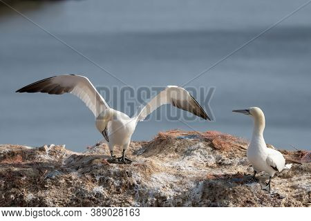 Northern Gannet With Spreadout Wings Landing Near His Mate In A Breeding Colony At Cliffs Of Helgola
