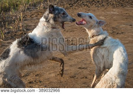 Dogs Of The Russian Long-haired Sighthound Breed, Also Called The Russian Wolfhound, Play Hunting Ga
