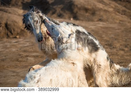 Dogs Of The Russian Long-haired Sighthound Breed, Also Called The Russian Wolfhound, Play Hunting Ga