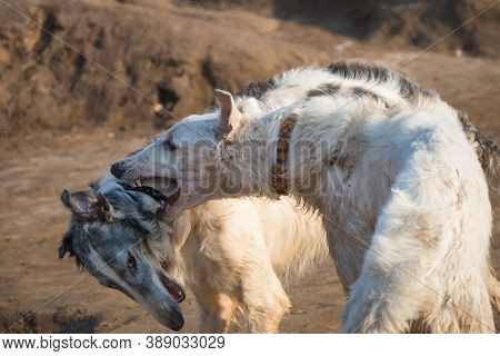 Dogs Of The Russian Long-haired Sighthound Breed, Also Called The Russian Wolfhound, Play Hunting Ga