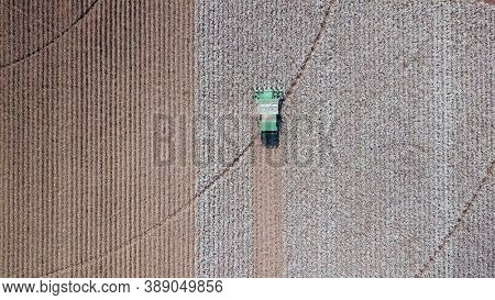 Cotton Field. Cotton Harvest By Agriculture Combine. Cotton Plant.