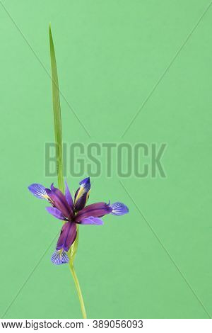 Purple Flower Of Iris Graminea Isolated On Green Background. High Resolution Photo. Full Depth Of Fi
