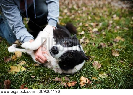 A Man Scratches A Dog's Belly. The Dog Lies On The Autumn Lawn With A Contented Look. Portrait Of A 