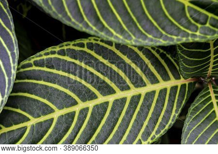 Sanchezia Speciosa Leonard. Variegated Green Leaves With Yellow Veins On Them, On The Green Backgrou
