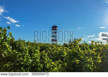 Wooden Observation Tower And Vineyards In South Moravia,czech Republic. Weekend Getaway To Nature.su