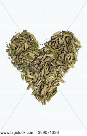 Heart Shape Created With Grass Pea Pods Or Lathyrus Sativus