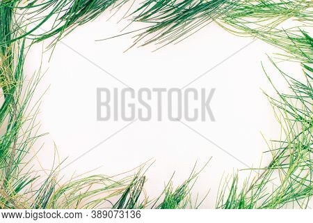 Green Tone  Australian Pine Leaves On White Background.border And Frame Image Concept.copy Space