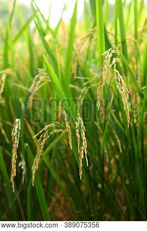 Whole Farm Rice Rice Whole Grain Farm Image & Photo (Free Trial) | Bigstock