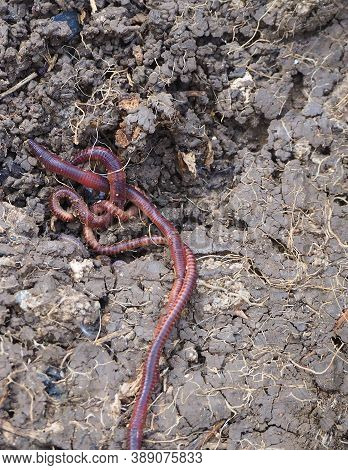 Natural Garden Earthworms, Earthworm, Live Earthworm,