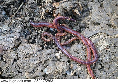 Earthworms In The Natural Garden, The Importance Of Worm For Soil,