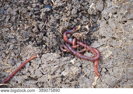 Natural Garden Earthworms, Earthworm, Live Earthworm,