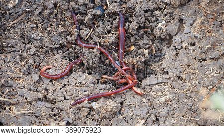 Natural Garden Earthworms, Earthworm, Live Earthworm,