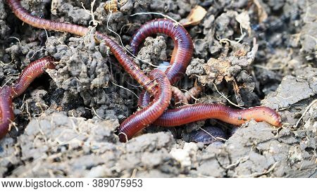 Earthworms In The Natural Garden, The Importance Of Worm For Soil,