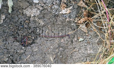 Earthworms Moving On The Surface Of The Soil,