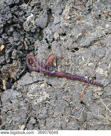 Earthworms Moving On The Surface Of The Soil,