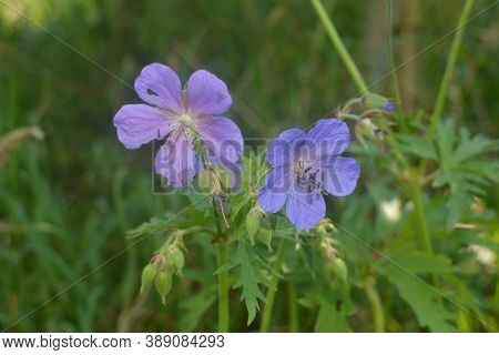 Geranium Pratense, Blue Flowers Macro.flowers Of Meadow Geranium