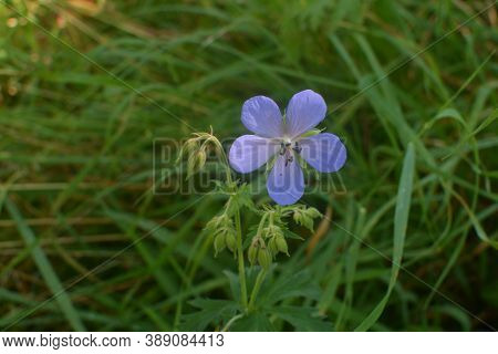 Geranium Pratense, Blue Flowers Macro.flowers Of Meadow Geranium
