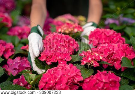 Young Female Gardener Selecting Flowers In The Sunny Greenhouse .