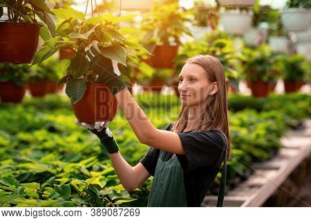 Young Female Gardener Selecting Flowers In The Sunny Greenhouse