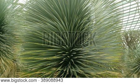 North American Plant-yucca Rostrata Close-up. Narrow Long Needle-shaped Leaves Grow In A Lush Gray-g