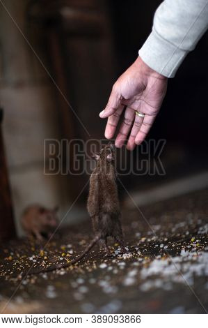Offering Food For Holy Rats At Famous Karni Mata Temple In Deshnoke, Rajasthan State Of India. It Is