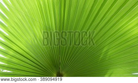 Beautiful Pleated Leaf Of An Exotic Palm Tree Washingtonia Close-up Photo With Place For Text And Co