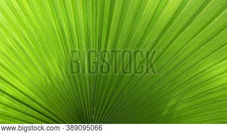 Beautiful Exotic Background With A Green Washingtonia Palm Tree Pleated Leaf. Tropical Summer Palm L