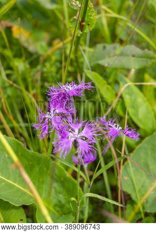 Flower, Abstract, Dianthus, Dianthus Superbus Is A Species Of Dianthus Native To Europe And Northern