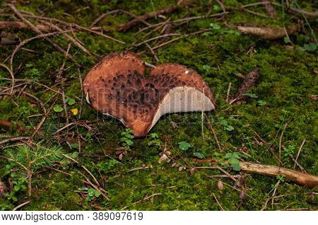 Close-up Of The Brown Cap And Grayish Brittle Teeth Of Sarcodon Imbricatus Or Scaly Hedgehog