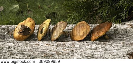 The Collected Mushrooms Are Laid Out On A Wooden Texture. Autumn Still Life. Soft Light.