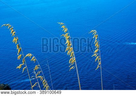 Close Up Of Ampelodesmos Mauritanicus Photographed With The Sea In The Background Of Sestri Levante,