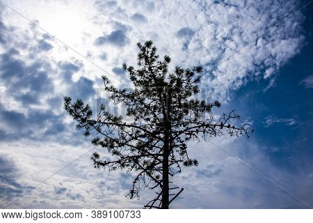 Silhouette Of Maritime Pine With White Clouds And Blue Sky, Photographed Near Sestri Levante, Genoa,