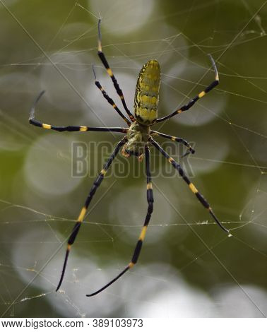 Gigantic Joro Spider Colorful Furry Waits Patiently