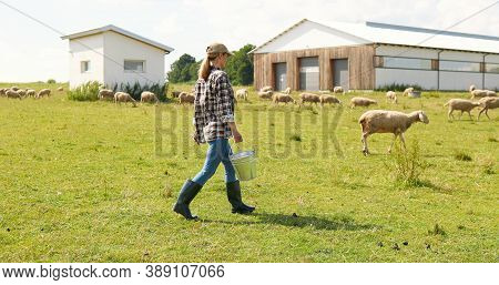 Caucasian Young Woman Shepherd In Hat Walking In Green Field And Carrying Bucket With Food Or Water 