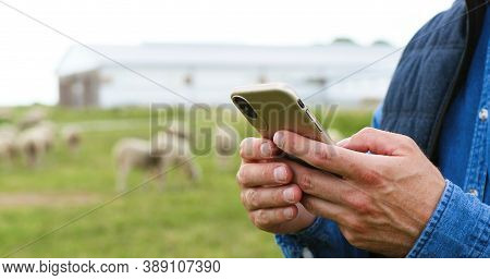 Close Up Of Male Caucasian Hands Holding And Texing Message On Smartpphone Outdoor. Sheep At Grazing