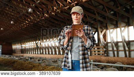 Young Caucasian Woman Using Tablet Device And Standing In Farm Stable. Female Farmer Tapping And Scr