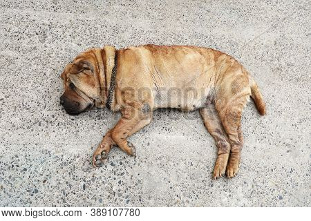 Older domestic sharpei dog is resting on the cool concrete floor. Top view in flat lay